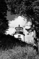 Evergreens Frame Tower of Owls Head Lighthouse - BW